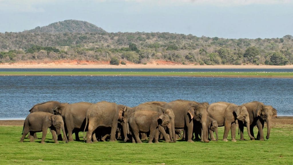 Elephants