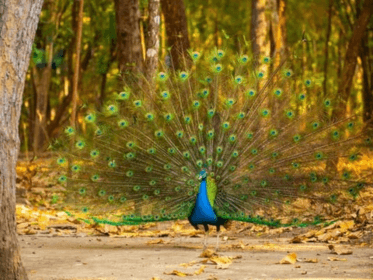 7 Days Tour packages